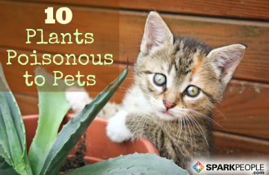 10 Common Houseplants That Can Hurt Your Pets