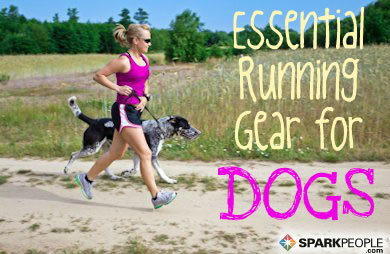 Running Essentials for Dogs